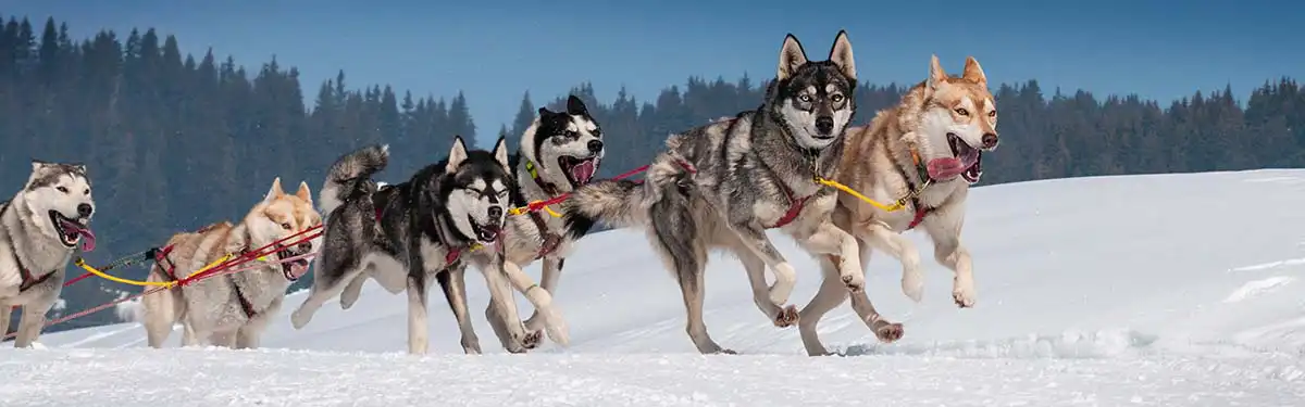 Huskytocht Tromsø Huskytocht Tromsø