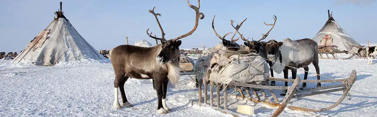 Sami reindeers Tromsø