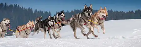 Husky Tours Tromsø