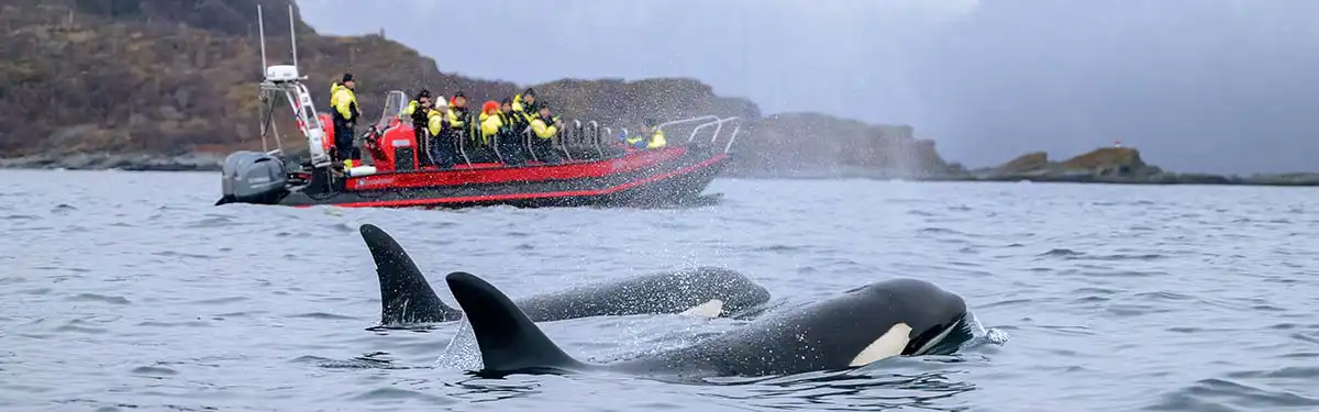 Whale watching Tromsø