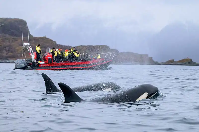 Best things to do in Tromsø Norway Best things to do in Tromsø Norway